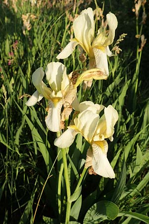 Iris flavescens \ Gelbe Schwertlilie / Lemonyellow Iris, D Zeutern 27.5.2020