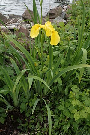 Iris pseudacorus \ Gelbe Schwertlilie / Yellow Iris, D Mannheim 13.5.2021