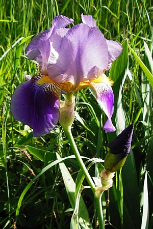 Iris cultivar / Cultivated Iris Form, D Weinheim an der Bergstraße 18.5.2015