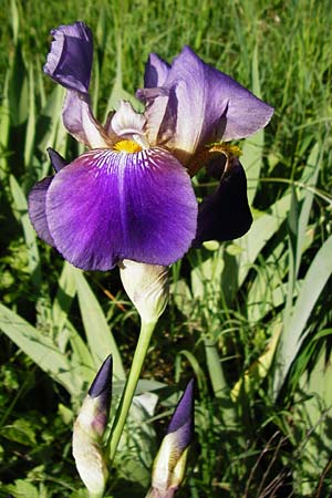 Iris cultivar / Cultivated Iris Form, D Weinheim an der Bergstraße 18.5.2015