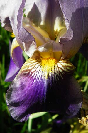 Iris cultivar / Cultivated Iris Form, D Weinheim an der Bergstraße 18.5.2015