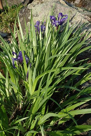 Iris ruthenica / Ever-Blooming Iris, Russian Iris, D Botan. Gar.  Universit.  Heidelberg 21.4.2016