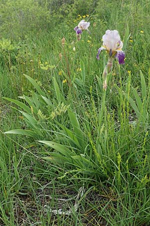 Iris squalens \ Schmutziggelbe Schwertlilie, D Königheim 29.5.2019