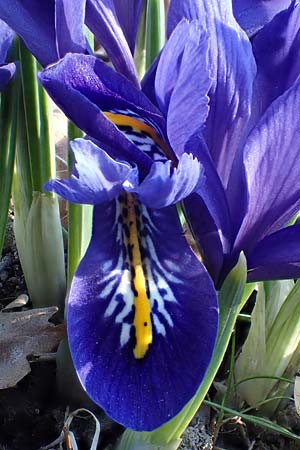 Iris reticulata / Netted Iris, Dwarf Iris, D Ludwigshafen 9.3.2022