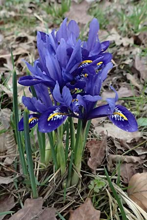 Iris reticulata / Netted Iris, Dwarf Iris, D Ludwigshafen 20.2.2024