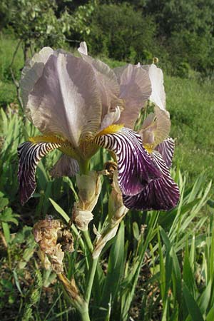 Iris squalens \ Schmutziggelbe Schwertlilie / Brown-flowered Iris, D Hemsbach 21.5.2007