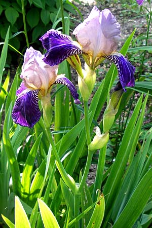 Iris squalens \ Schmutziggelbe Schwertlilie / Brown-flowered Iris, D  8.6.2013