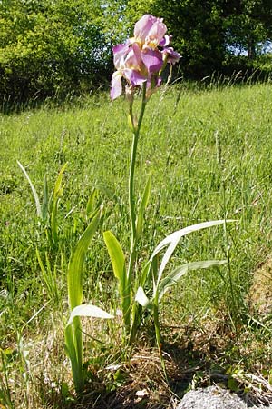 Iris squalens \ Schmutziggelbe Schwertlilie / Brown-flowered Iris, D Hemsbach 18.5.2015