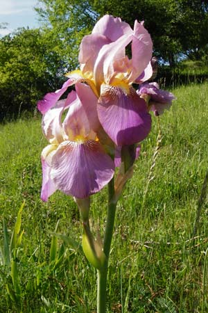 Iris squalens / Brown-flowered Iris, D Hemsbach 18.5.2015