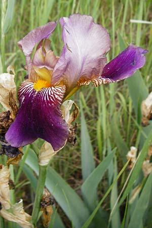 Iris squalens \ Schmutziggelbe Schwertlilie / Brown-flowered Iris, D Mannheim 19.5.2015