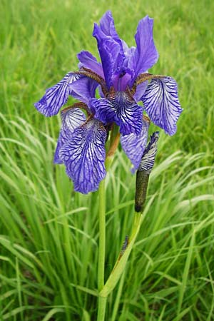 Iris sibirica / Siberian Iris, D Grettstadt 1.6.2015