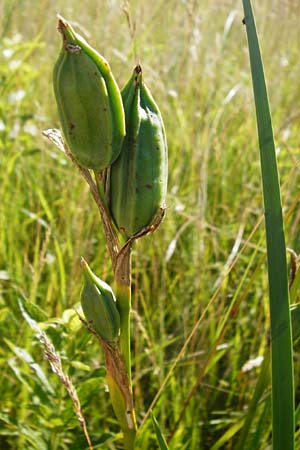 Iris spuria \ Bastard-Schwertlilie / Blue Iris, D Groß-Gerau 30.6.2015