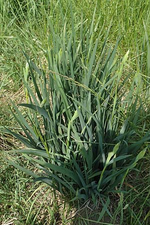 Iris spuria \ Bastard-Schwertlilie / Blue Iris, D Biebesheim 12.5.2018