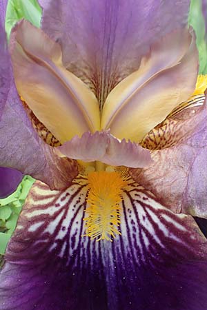 Iris cultivar / Cultivated Iris Form, D Weinheim an der Bergstraße 18.5.2019