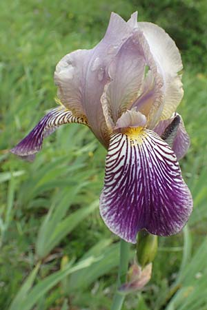 Iris squalens \ Schmutziggelbe Schwertlilie, D Werbach 29.5.2019