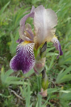 Iris squalens / Brown-flowered Iris, D Werbach 29.5.2019