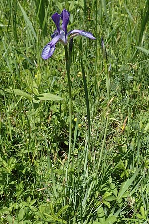 Iris sibirica \ Sibirische Schwertlilie / Siberian Iris, D Kollerinsel 6.5.2020