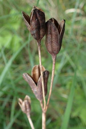 Iris sibirica \ Sibirische Schwertlilie / Siberian Iris, D Thüringen, Erfurt 13.6.2022