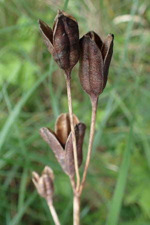 Iris sibirica / Siberian Iris, D Thüringen, Erfurt 13.6.2022