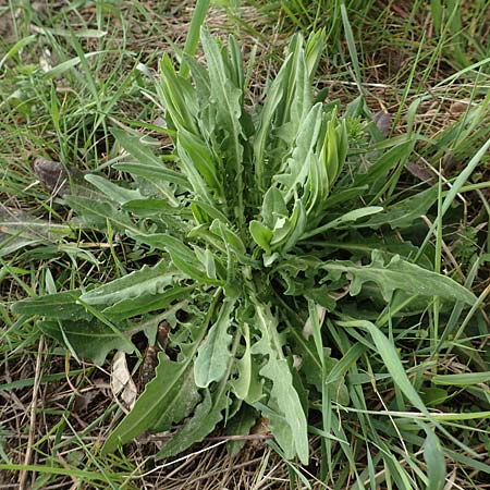 Isatis tinctoria \ Frber-Waid / Woad, D Birkenheide 14.4.2018