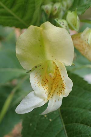 Impatiens tricornis \ Dreihrniges Springkraut, D Bochum 23.10.2018