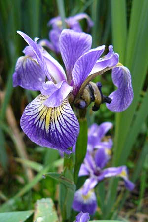Iris versicolor \ Verschiedenfarbige Schwertlilie, Schillernde Schwertlilie / Wild Iris, D Biebergemünd 1.6.2015
