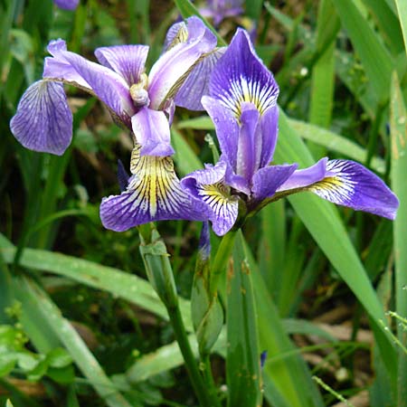 Iris versicolor \ Verschiedenfarbige Schwertlilie, Schillernde Schwertlilie / Wild Iris, D Biebergemünd 1.6.2015