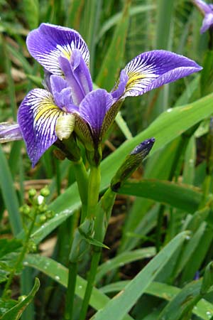 Iris versicolor \ Verschiedenfarbige Schwertlilie, Schillernde Schwertlilie, D Biebergemünd 1.6.2015