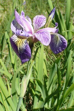 Iris versicolor \ Verschiedenfarbige Schwertlilie, Schillernde Schwertlilie / Wild Iris, D Schwarzwald/Black-Forest, Feldsee 10.7.2016