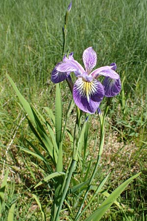 Iris versicolor \ Verschiedenfarbige Schwertlilie, Schillernde Schwertlilie / Wild Iris, D Schwarzwald/Black-Forest, Feldsee 10.7.2016