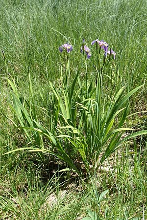 Iris versicolor \ Verschiedenfarbige Schwertlilie, Schillernde Schwertlilie, D Schwarzwald, Feldsee 10.7.2016