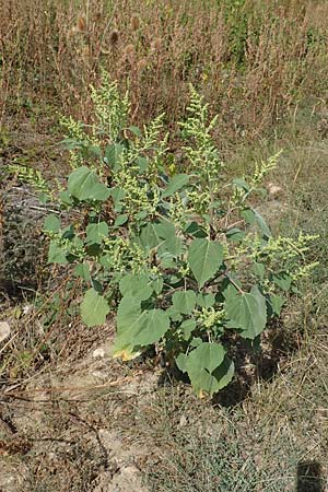 Iva xanthiifolia \ Schlagkraut / Marsh Elder, D Ludwigshafen 29.8.2018