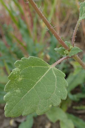 Iva xanthiifolia \ Schlagkraut / Marsh Elder, D Mannheim 30.8.2021