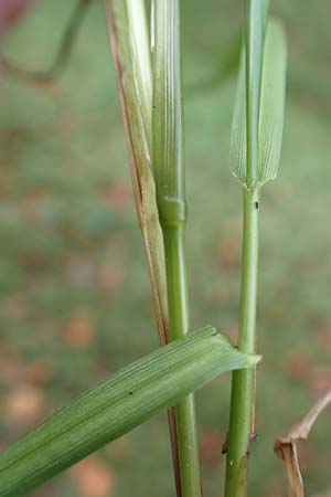 Lolium multiflorum / Italian Rye-Grass, D Bickenbach 27.10.2018