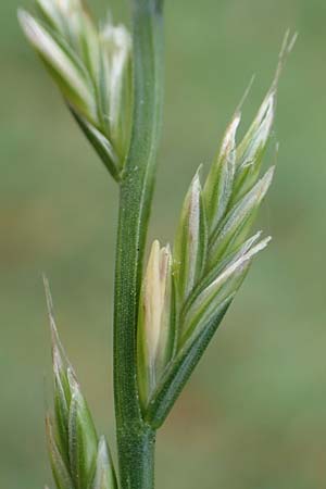 Lolium multiflorum \ Italienisches Weidelgras, D Bickenbach 27.10.2018