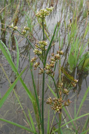 Juncus subnodulosus \ Kalk-Binse, Stumpfbltige Binse / Blunt-Flowered Rush, D Babenhausen 11.8.2007