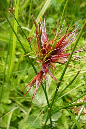 Juncus articulatus \ Glieder-Binse, Glanzfrchtige Binse, D Schwarzwald, Alpirsbach 26.7.2015