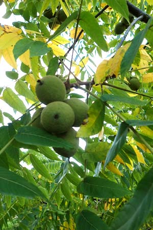 Juglans cinerea \ Butter-Nuss, Graue Walnuss, D Biblis 28.9.2015