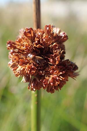 Juncus effusus / Soft Rush, D Black-Forest, Hornisgrinde 3.9.2019