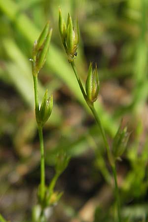 Juncus bufonius \ Krten-Binse, D Taunus, Großer Feldberg 11.7.2009