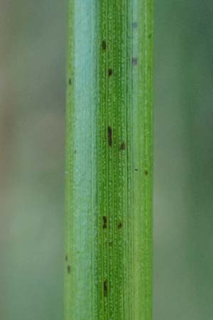 Juncus effusus \ Flatter-Binse, D Schwarzwald, Hornisgrinde 4.9.2019