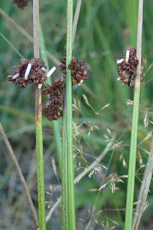 Juncus effusus \ Flatter-Binse / Soft Rush, D Schwarzwald/Black-Forest, Hornisgrinde 4.9.2019