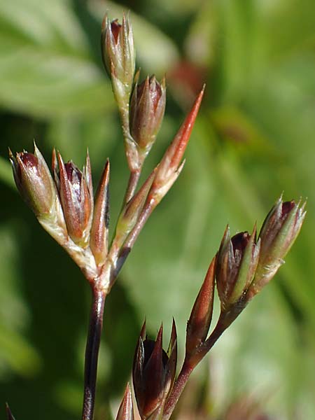 Juncus bufonius \ Krten-Binse, D Bahlingen am Kaiserstuhl 24.9.2021