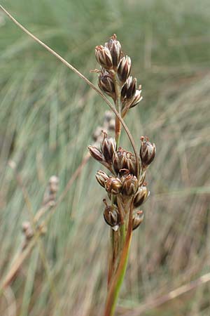 Juncus squarrosus \ Sparrige Binse, D Schwarzwald, Hornisgrinde 3.8.2016