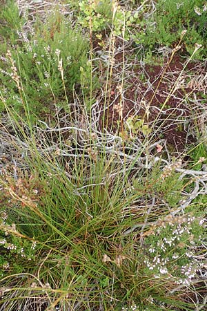 Juncus squarrosus \ Sparrige Binse / Heath Rush, D Schwarzwald/Black-Forest, Hornisgrinde 3.8.2016