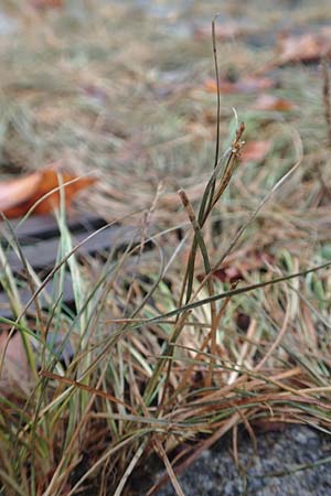 Juncus compressus \ Zusammengedrckte Binse / Round-Fruited Rush, D Mannheim 18.9.2016