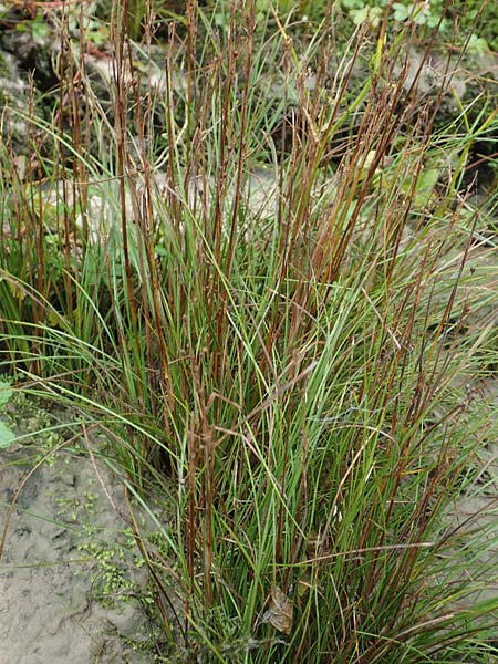 Juncus compressus \ Zusammengedrckte Binse / Round-Fruited Rush, D Weißenthurm-Kaltenengers 27.9.2017