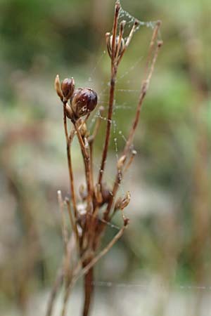 Juncus compressus \ Zusammengedrckte Binse / Round-Fruited Rush, D Weißenthurm-Kaltenengers 27.9.2017