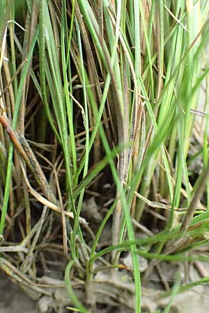 Juncus compressus \ Zusammengedrckte Binse / Round-Fruited Rush, D Weißenthurm-Kaltenengers 27.9.2017