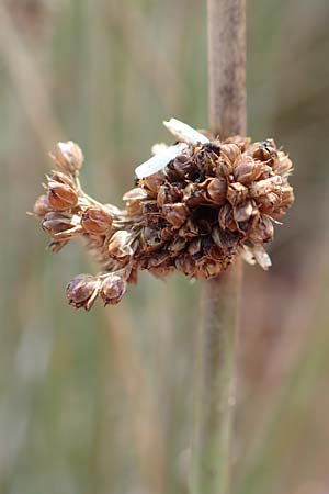 Juncus conglomeratus \ Knuel-Binse / Compact Rush, Common Rush, D Mehlinger Heide 10.9.2019